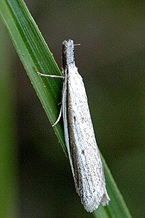 Pleurota bicostella species of insect