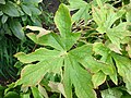 Podophyllum hexandrum leaf early autumn.jpg
