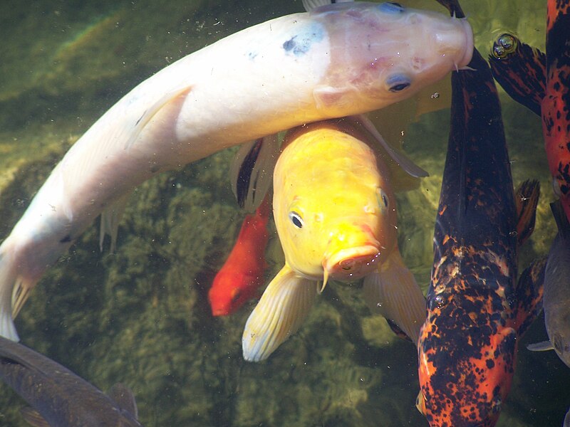 File:Poisson a Monaco.jpg