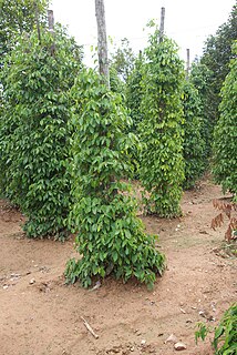 Kampot pepper Cultivar of pepper (piper nigrum) grown in Kampot Province, Cambodia