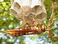Polistes carnifex rufipennis on a nest in Panama