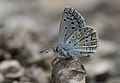 * Nomination Levantine Adonis Blue (Polyommatus syriaca). Adana, Turkey --Zcebeci 14:50, 1 July 2016 (UTC) * Promotion Good quality. --Johann Jaritz 16:02, 1 July 2016 (UTC)