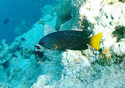 Philippine damselfish (Pomacentrus philippinus)