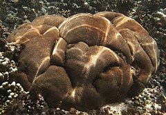 Porites solida à La Réunion.