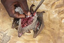 Preparation of a bat at Akodessawa Fetish Market in Togo, West Africa, for Voodoo rituals Preparation of a bat at Akodessawa Fetish Market for Voodoo rituals.jpg