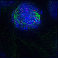 Early prometaphase: The nuclear membrane has just degraded, allowing the microtubules to quickly interact with the kinetochores on the chromosomes, which have just condensed.