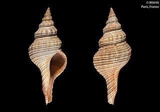 <i>Propefusus</i> Genus of gastropods