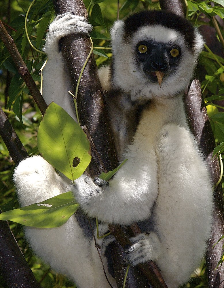 The average adult weight of a Verreaux's sifaka is 3.61 kg (7.96 lbs)