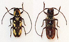 Prosopocera ochraceomaculata