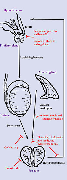 File:Prostatehormone.jpg