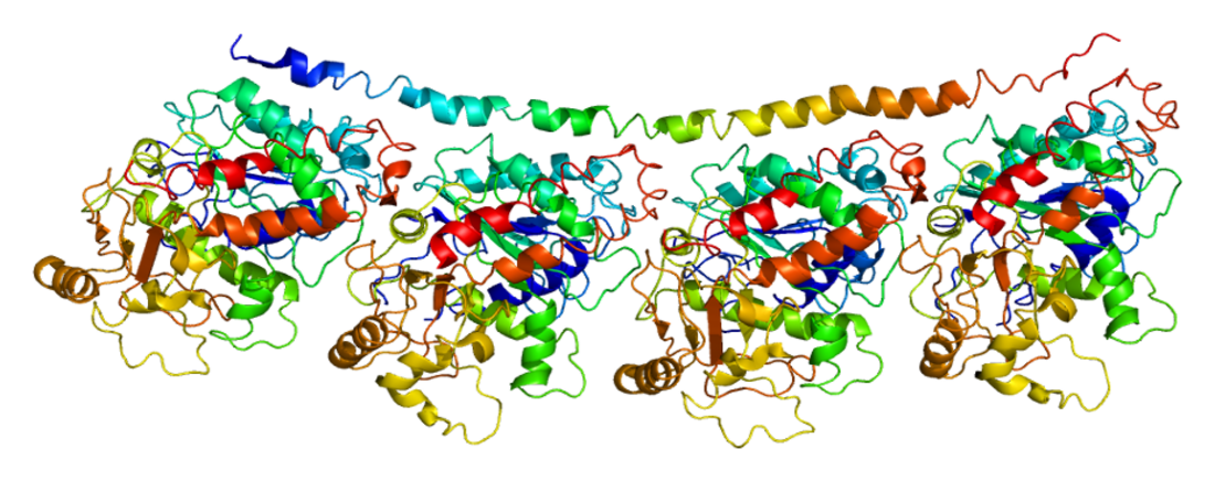 Tubulin beta-3 chain