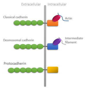 Domain organization of different types of cadherins showing unique features of protocadherins: Extracellular domain is longer and intracellular domain lacks attachment with cytoskeleton.