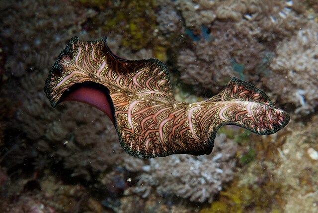 Cicloni separatori - Coral