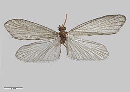 Pseudoeconesus bistirpis