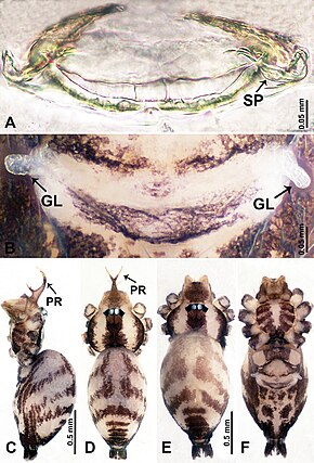 Descrição da imagem Psilodercidae (10.3897-zookeys.862.33078) Figura 6.jpg.