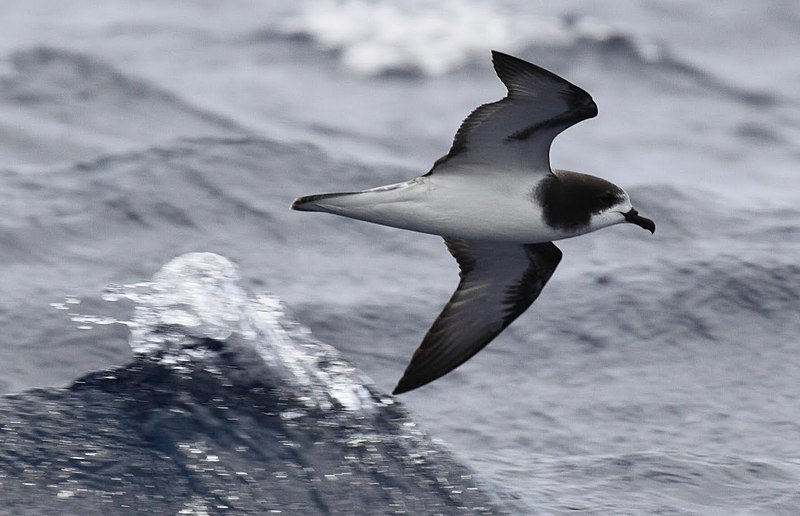 File:Pterodroma leucoptera - Southport - Christopher Watson (cropped).jpg