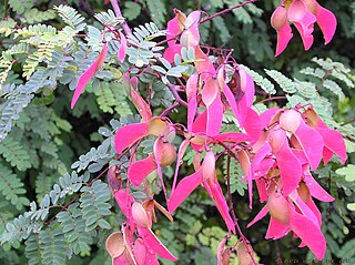 <i>Pterolobium hexapetalum</i> Species of legume