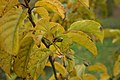 fruits and leaves at fall