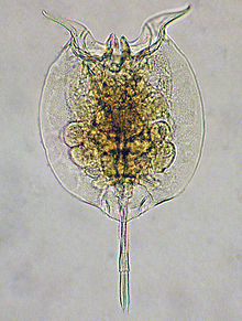 Pulchritia dorsicornuta - ZooKeys-342-001-g001.jpg