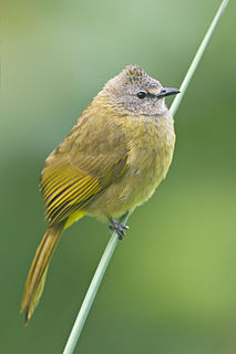 Flavescent bulbul species of bird