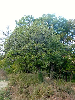 Popis obrázku Pyrus spinosa 000191649O.jpg.