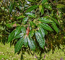 Quercus germana di Hackfalls Arboretum (3).jpg