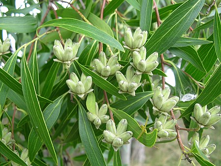 Quillaja brasiliensis 0601 007.jpg