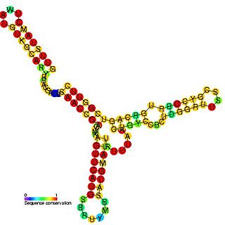 <span class="mw-page-title-main">Anti-Q RNA</span>