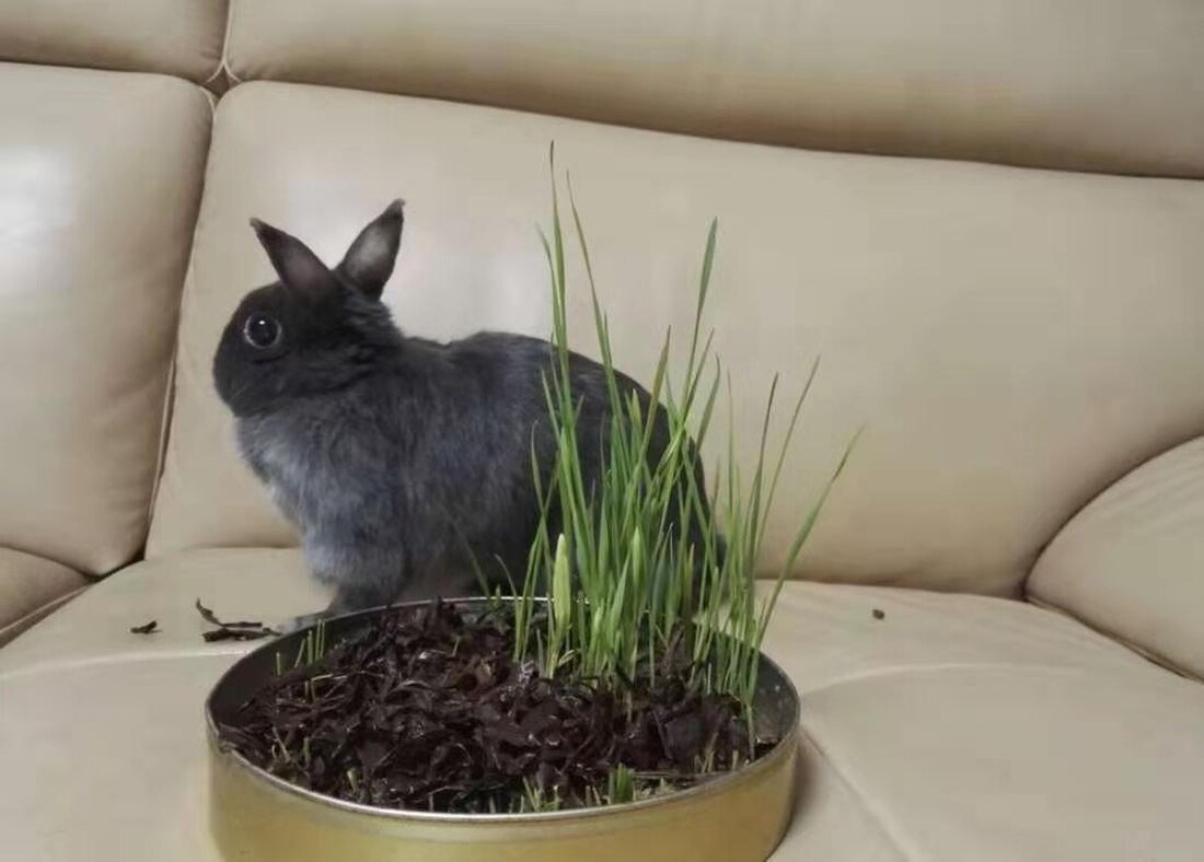 Netherland Dwarf rabbit