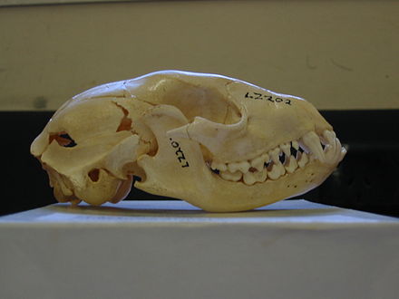 Skull with dentition: 2/2 molars, 4/4 premolars, 1/1 canines, 3/3 incisors