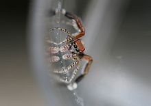 Spider Saitis Barbipes (masculin) .jpg