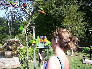 ゴシキセイガイインコに餌付けをしているところ