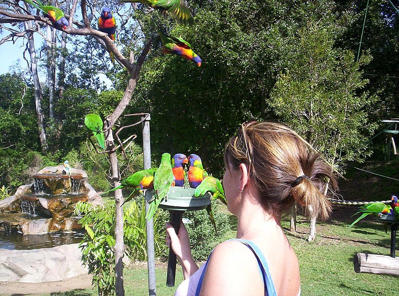 File:Rainbow Lorikeet -feeding time -Lone Pine Koala Sanctuary-2005.JPG