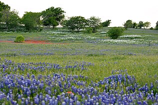 Ranch and pastureland with wildflowers. County Road 268, Lavaca County, Texas, USA (19 April 2014).