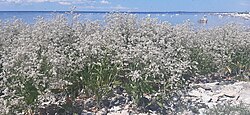 Randkress Lepidium latifolium