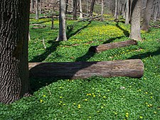 As an invasive species it forms a dense carpet in a floodplain forest in Fox Chapel, Pennsylvania Ranunculus ficaria, Fox Chapel, 2015-04-18, 01.jpg