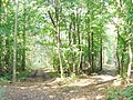 Rauchfangswerder Nord - Waldweg (Woodland Paths) - geo.hlipp.de - 42500.jpg