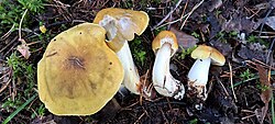 Rebuheinik Tricholoma arvernense Foto: Sven Pruul