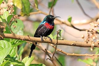 <span class="mw-page-title-main">Red-chested sunbird</span> Species of bird