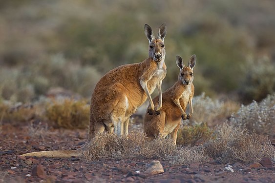 Red Kangaroos at Sturt National Park NSW Photograph: commons:User:PotMart186