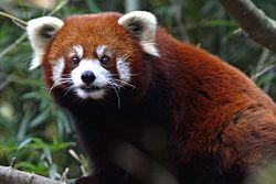 List of endangered and protected species of China - Wikipedia