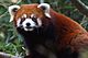 Red Panda - Nashville Zoo.jpg