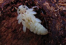 Куколка Rhagium mordax.