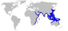 Distribución de Rhina ancylostoma