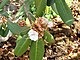 Rhododendron fulvum - University of Copenhagen Botanical Garden - DSC07618.JPG