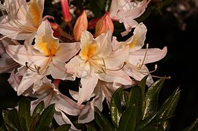 Rhododendron occidentale 4738.JPG