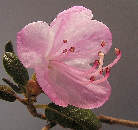 Tập_tin:Rhododendron_sp1.jpg