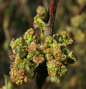 Ribes Rubrum