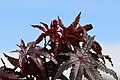 Ricinus communis Ricino