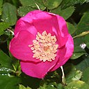 Rosa nipponensis (flower s9a).jpg